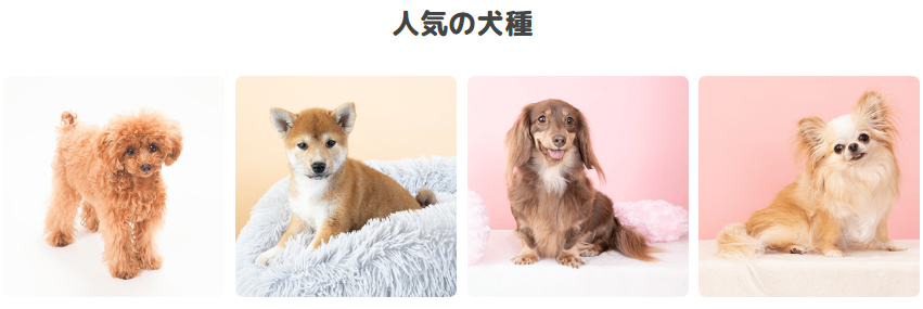 コーナンペットショップの売れ残りにさせない魅力と機能