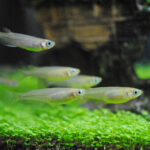 コメリのメダカの値段：初心者向け飼育ガイド