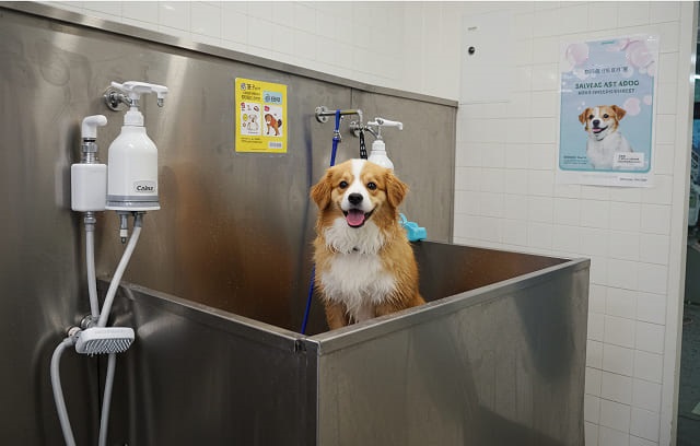 カインズの犬のシャンプーセルフが便利な理由