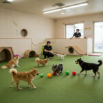 カインズのペットホテルの魅力と料金一覧を徹底チェック