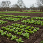 コメリの牛糞堆肥の特徴と選び方ガイド