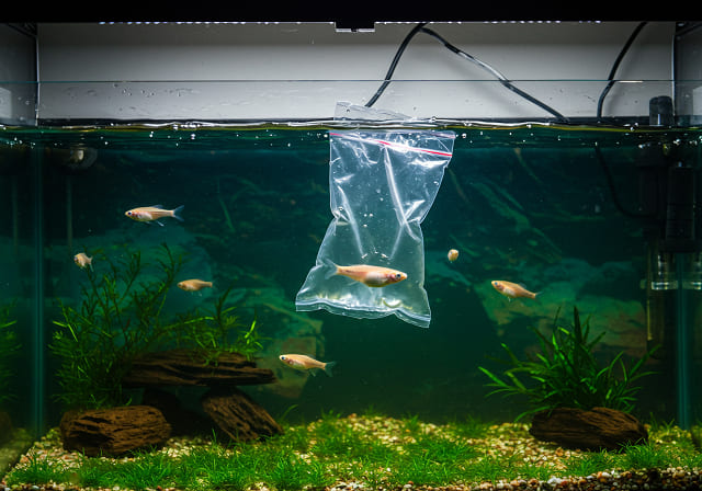 メダカ購入時の水合わせの重要性